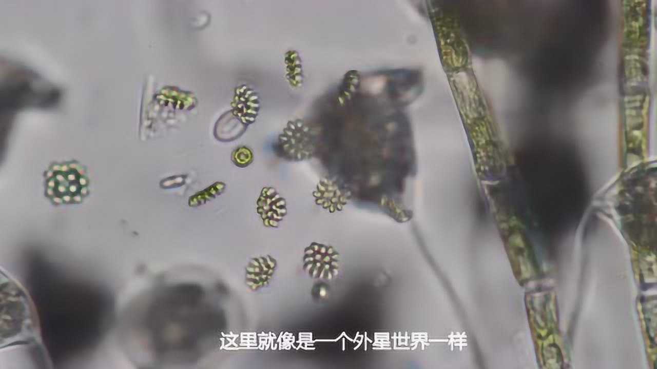 微观世界 池塘水滴酸奶微生物观察