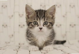 小猫猫呀汉化版安卓版下载安装最新版