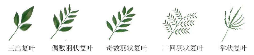 Summer社交软件app官方手机版下载安装 安卓苹果通用安装步骤与避坑要点总览
