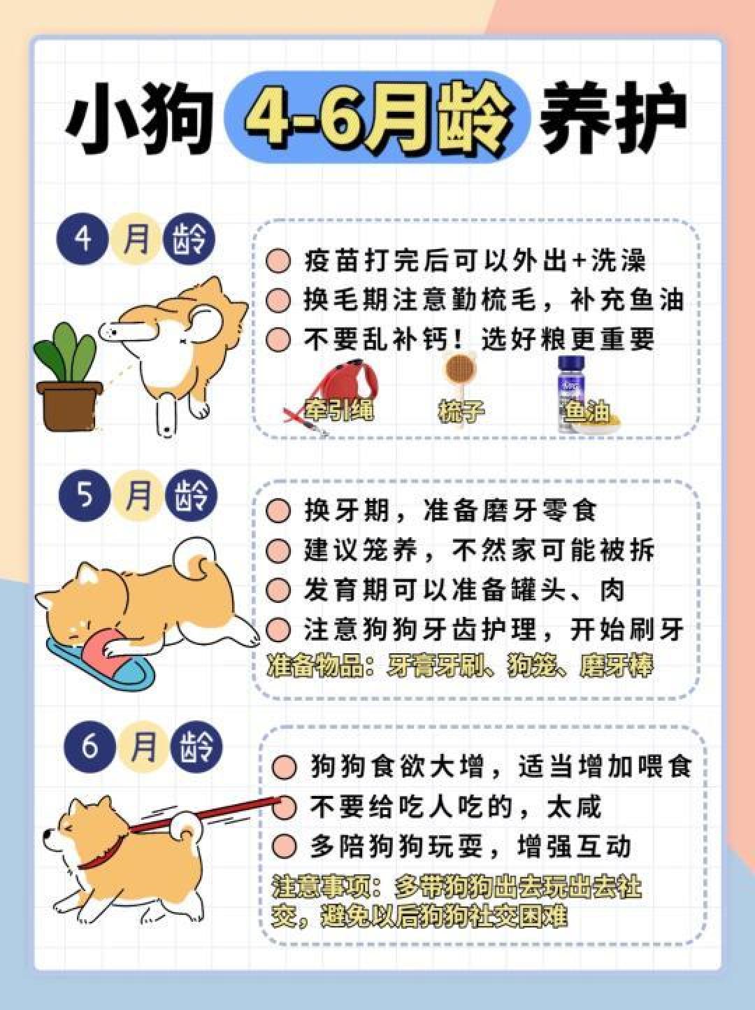 爱宠宠新手养宠日常护理小技巧大全配图