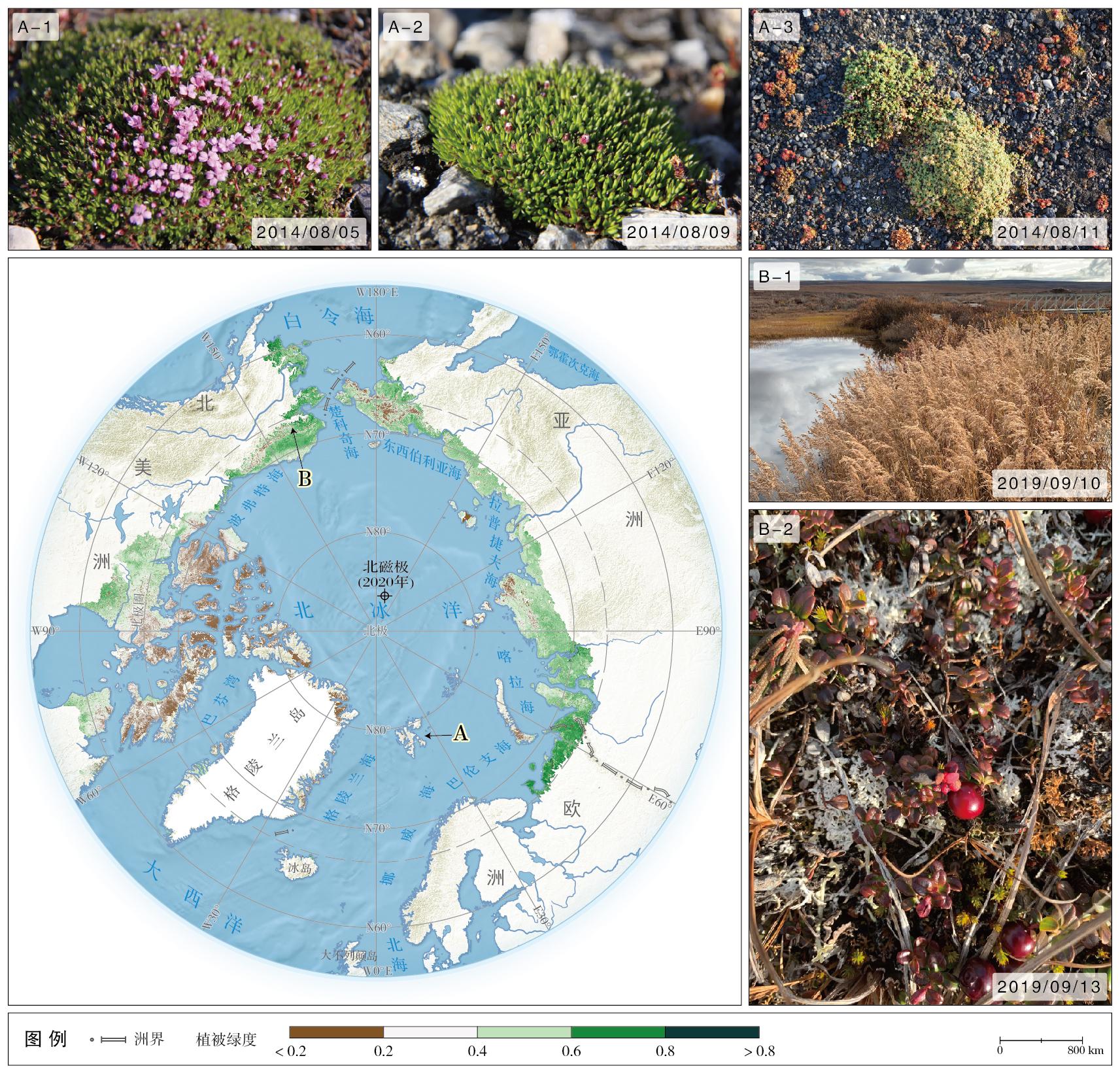 北极花生物调查最新发现与保护现状 野外实地调查与分布区域全景图