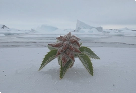 北极花生物调查最新发现与保护现状