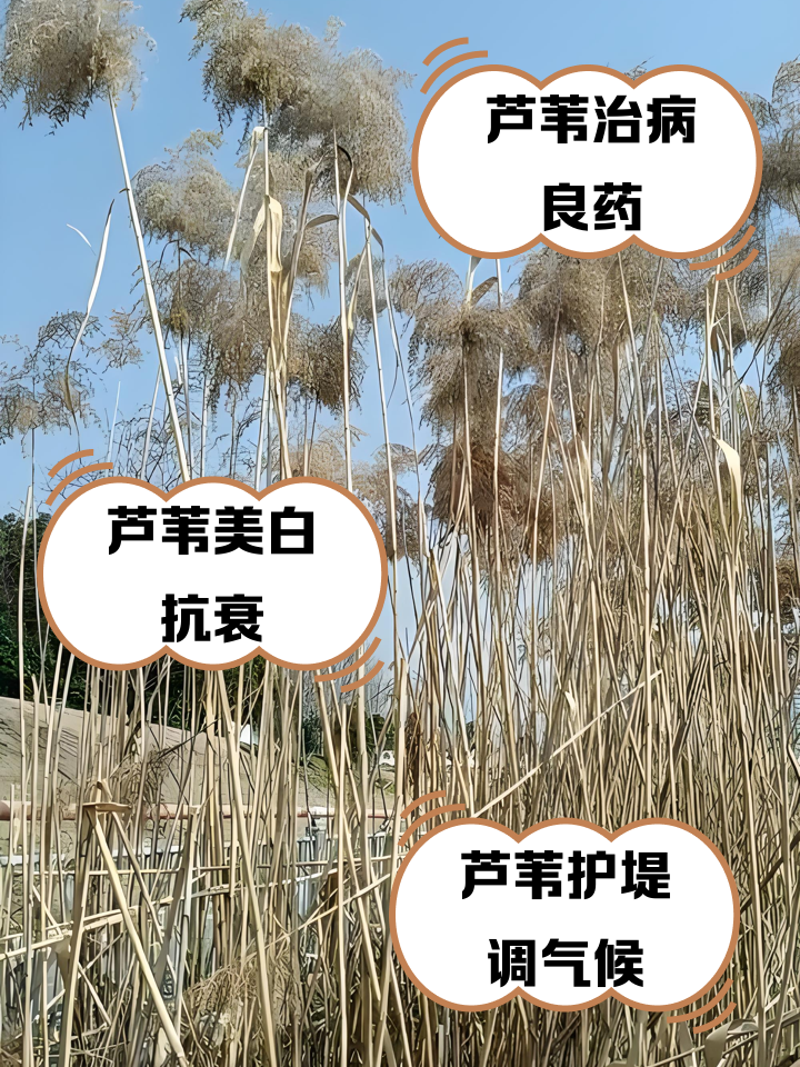 芦苇健康养生功效与食用方法大全配图
