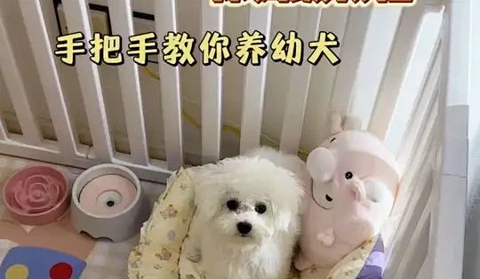 PetPandora宠物社区新手养猫养狗避坑经验帖子截图