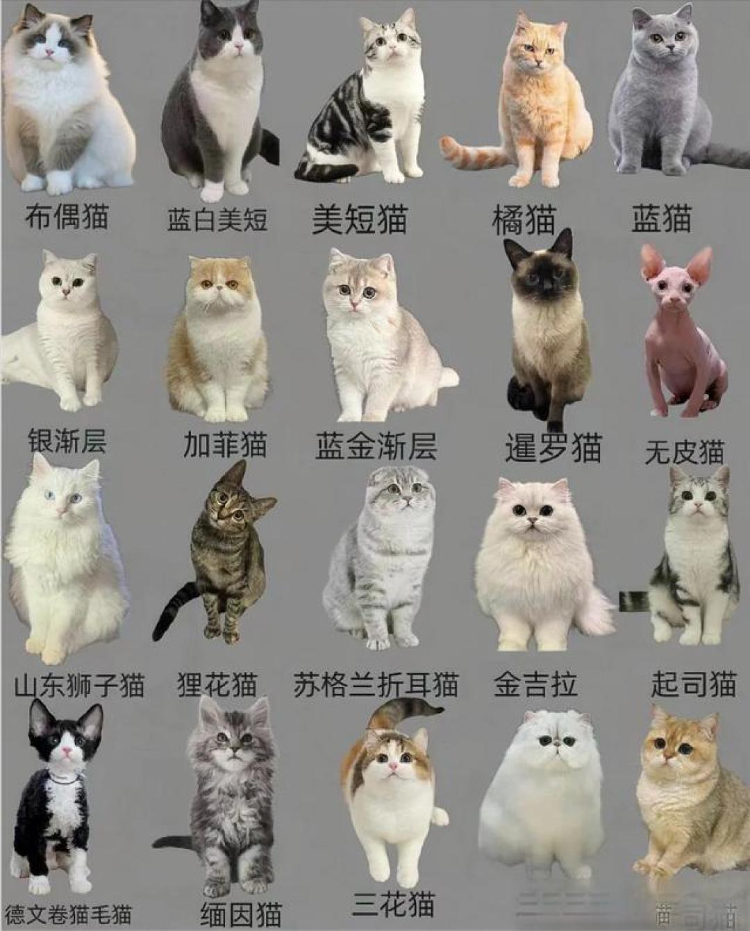 猫咪世界音乐游戏手机版萌猫节奏大师新手选曲界面