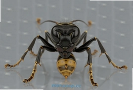 manwasp.cc最新版官方下载安装指南