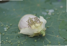 藕遇排骨汤家常做法软糯入味秘诀