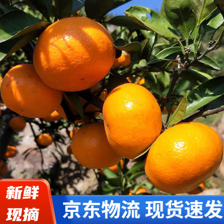 吉客云ERP进销存一体化管理界面 库存精准同步实拍图