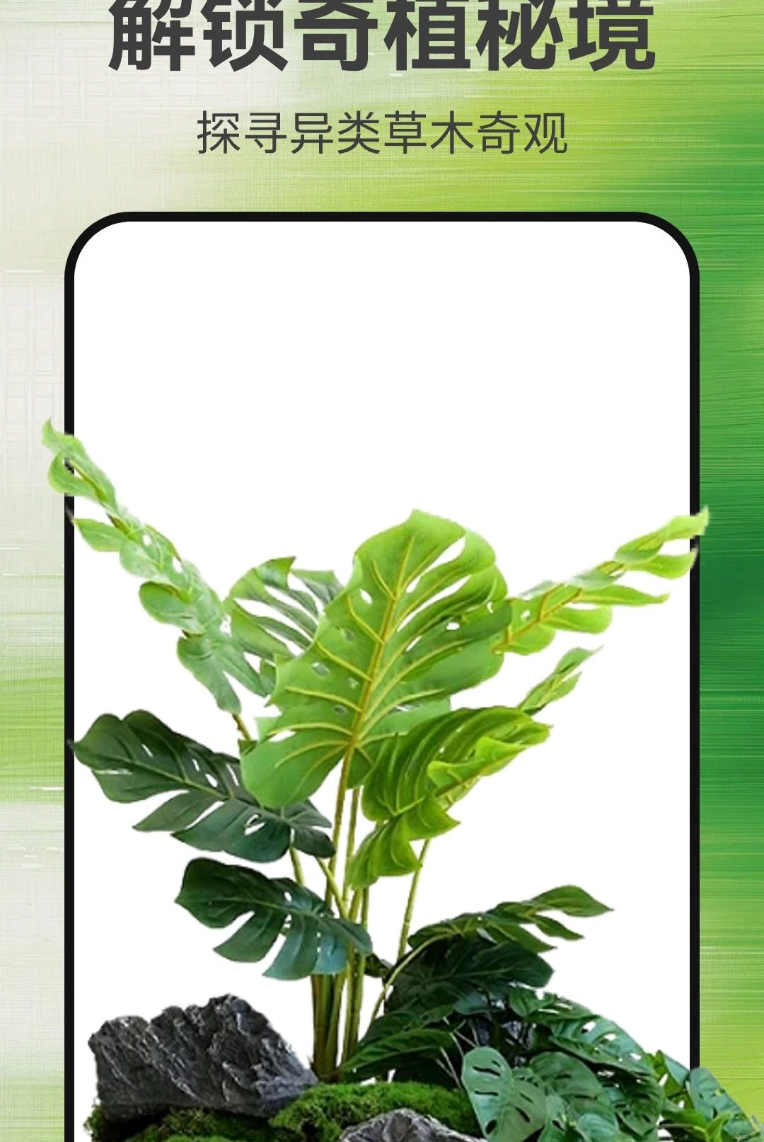 植物识别大师1.0.2 拍照识花辨草 植物识别大师1.0.2 拍照识花辨草