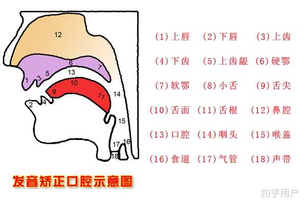 悦耳好嗓音 开嗓发声位置练习示意
