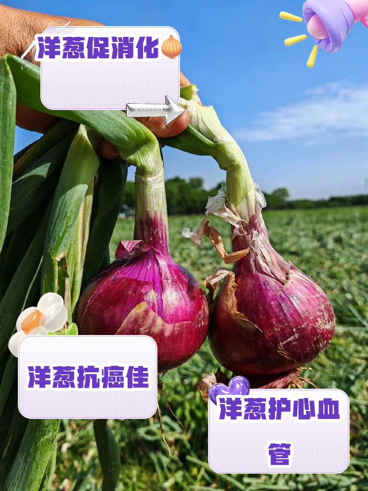 洋葱素养核心内涵与日常实践方法全解析
