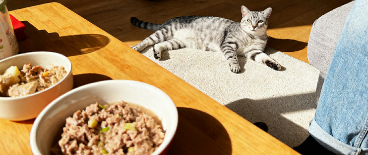 猫乐饭分装冷冻保存 猫咪吃自制猫饭实拍图