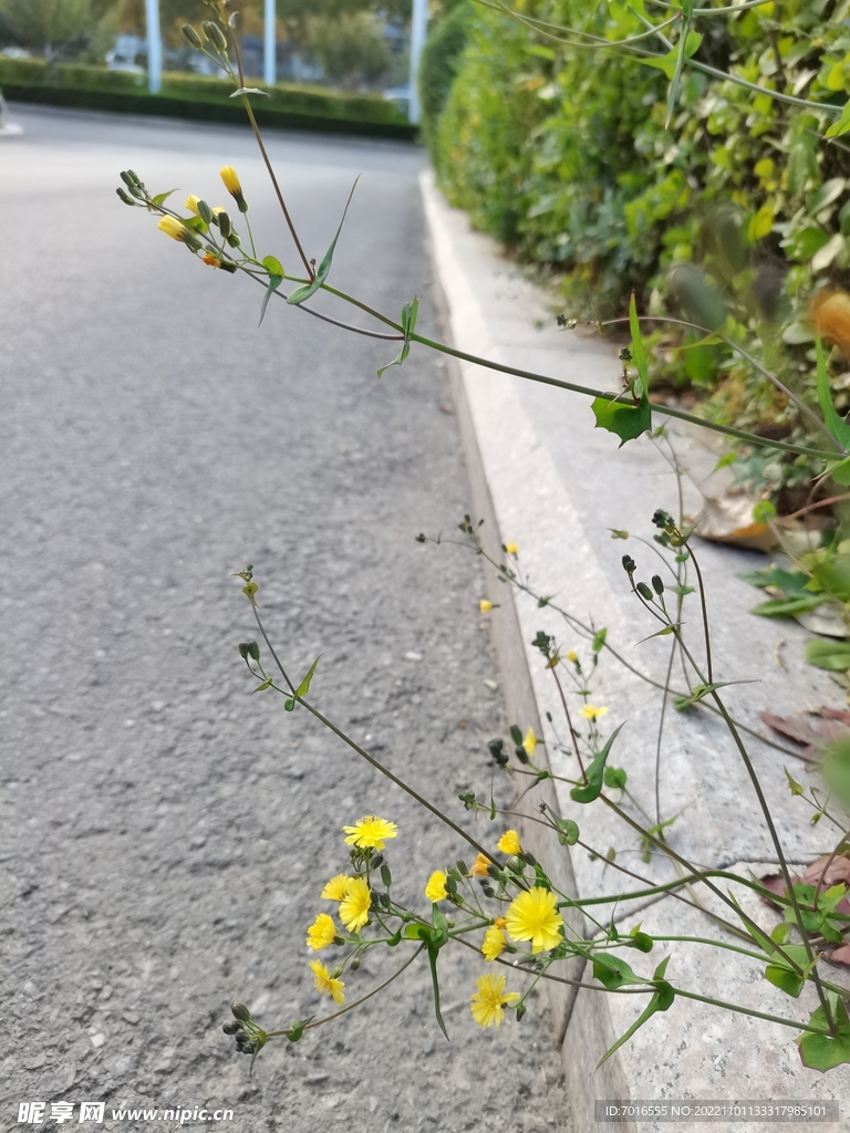 小日常 素材 废话 路边小花 生活记录