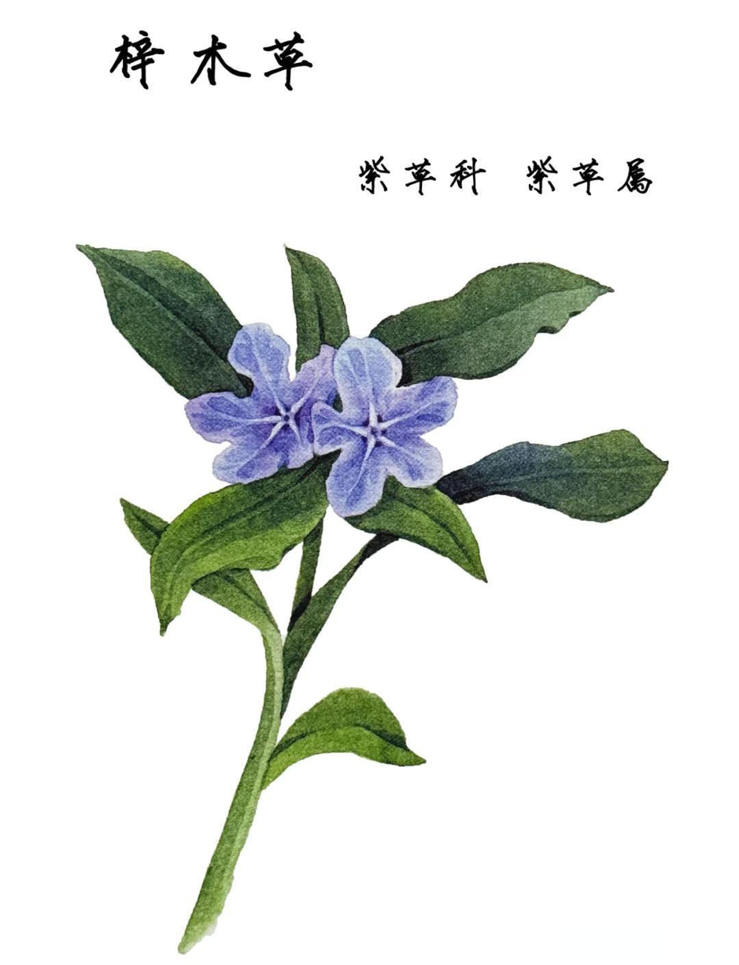 梓材臻草 安卓版 使用教程