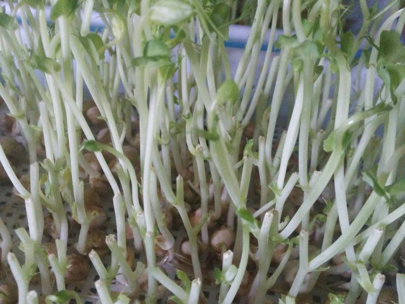 省芽种植技巧与养护方法全攻略配图