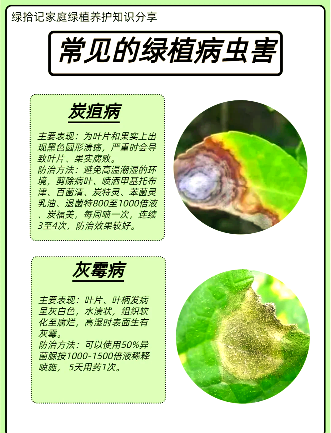 省芽繁殖病虫害防治经验