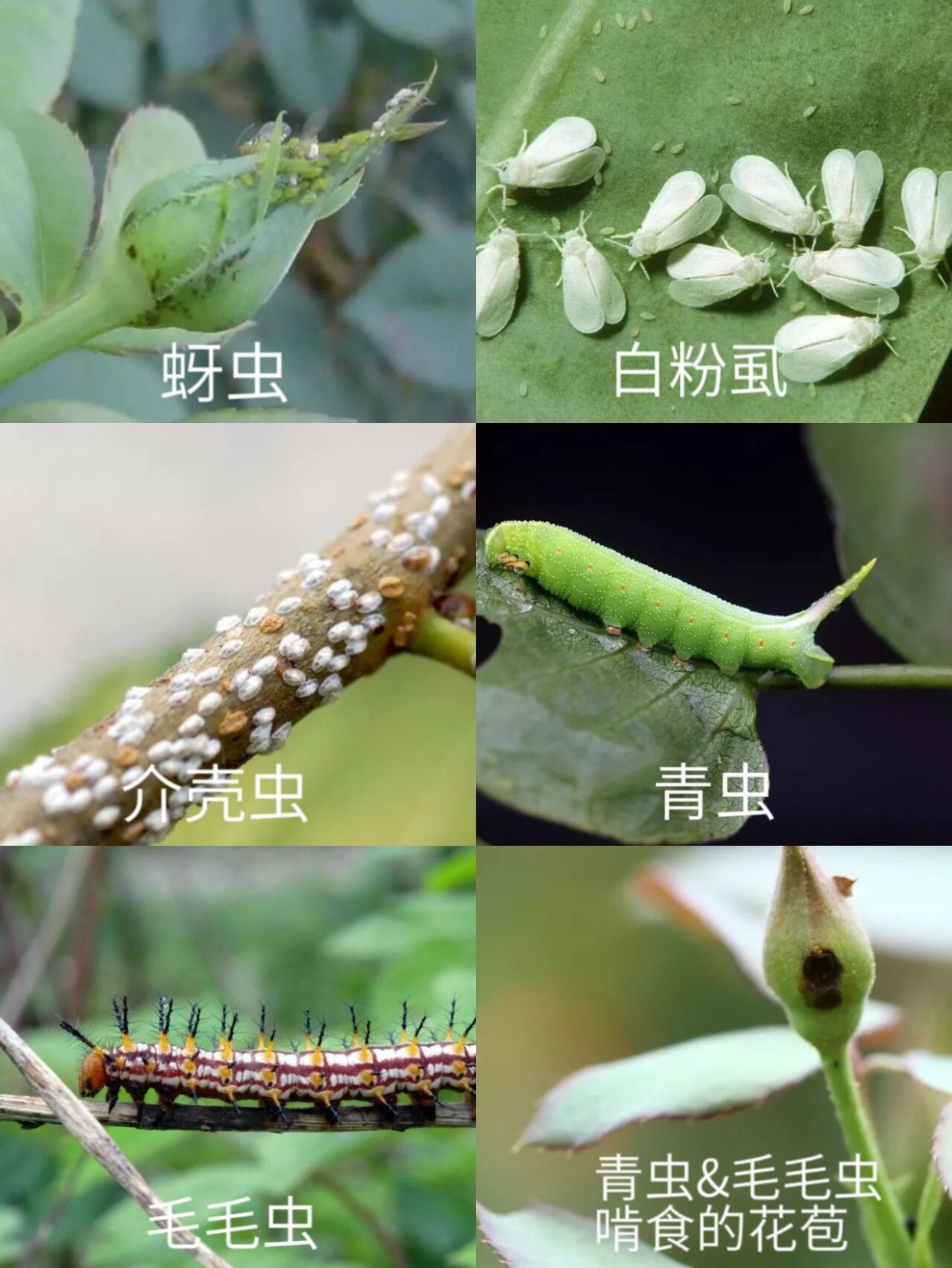 月禾 病虫害防治 图