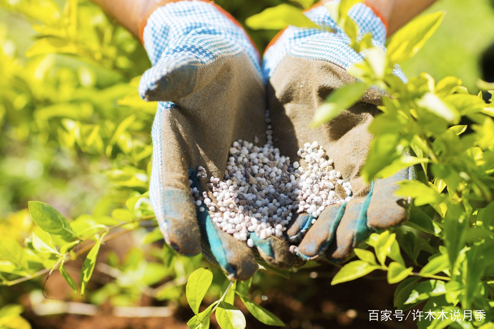月禾 浇水施肥 养护