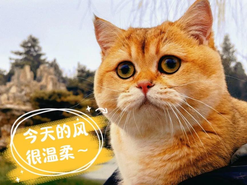 ����ߣè��Ϸ��������� �ֻ���Ϸ ���� �һ����� ʵ���ͼ