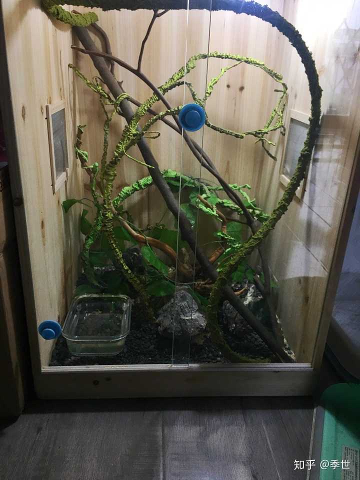 小蛇成长记蜕变之路新手养蛇环境布置注意事项