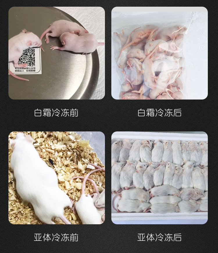 小蛇成长记喂食乳鼠频率与注意事项分享