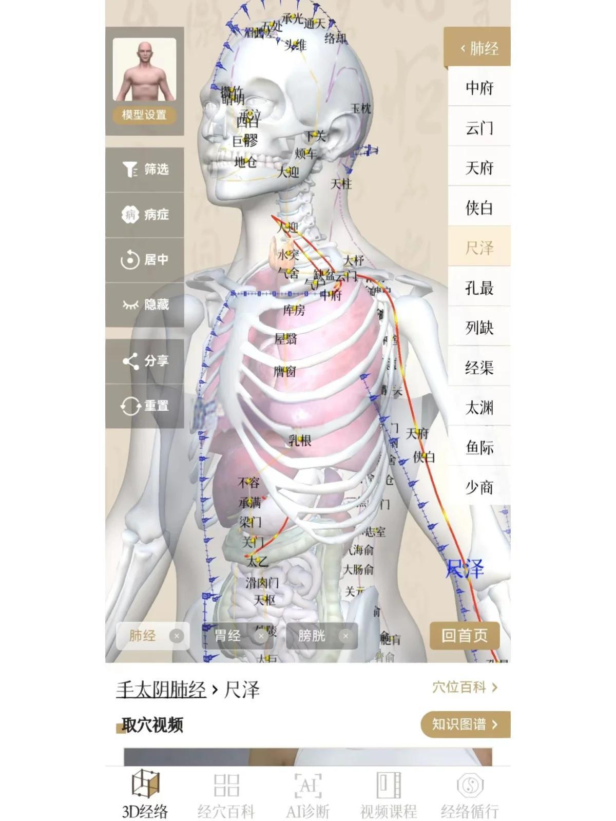 知源经络穴位安卓版 3D模型 高清截图