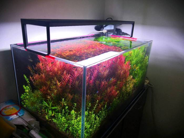 尼特利智能NitriSmart水草灯红草发色显色效果实拍