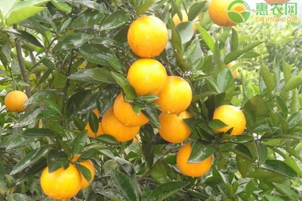 С���� ������ ˮ����