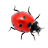 Ladybug on desktop1.0.0 �����ȳ軥������