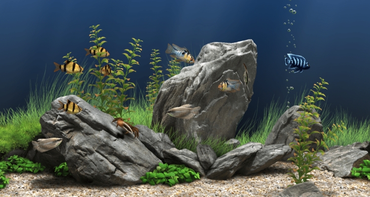 梦幻水族箱Dream Aquarium2.0 专业版 桌面动态水族模拟 梦幻水族箱Dream Aquarium2.0 专业版 桌面动态水族模拟