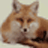 XML FoxXML Fox XML�༭��{package_version_name} רҵXML�༭����