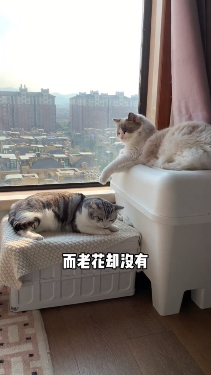 城堡猫日常萌趣瞬间合集 吃饭睡觉拆家搞笑画面