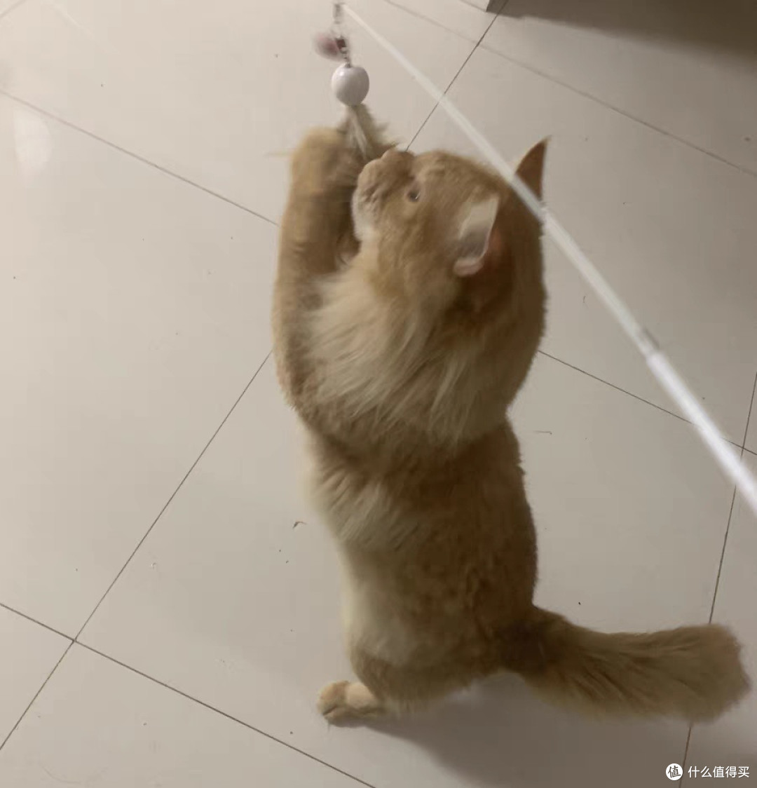 城堡猫新手饲养梳毛逗猫棒互动场景