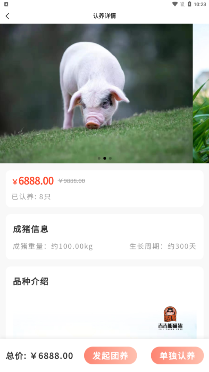 吉吉熊猫猪app下载 吉吉熊猫猪app下载