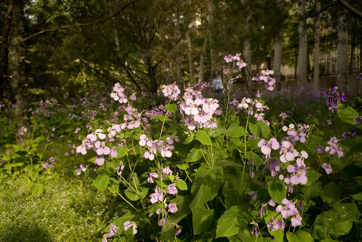 花径 植物园角落二月兰 安静漫步