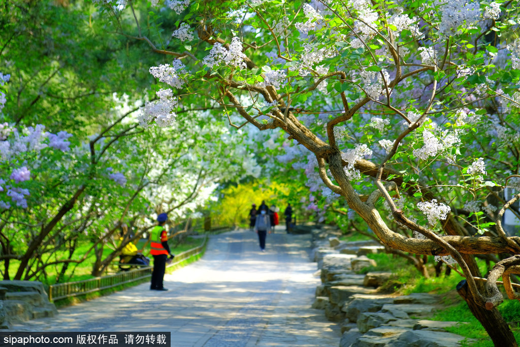花径 老苗圃碧桃丁香小路 安静赏花