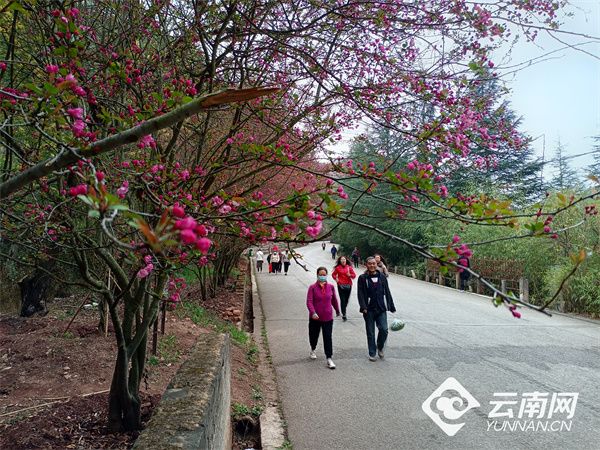 花径 沿河步道垂丝海棠 小众路线