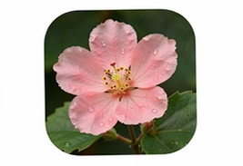 芙蓉花app官方版下载安装最新版