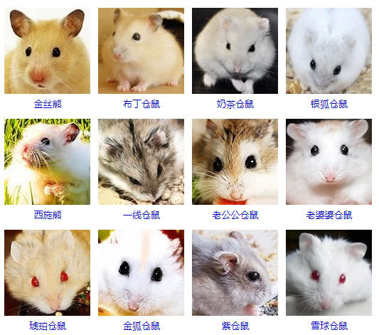 窝伴宠物选择猫狗仓鼠兔子实测 一个人住养什么陪伴