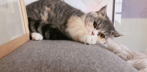 ������è������ɳ���ƶ���ҧֽ�����ʵ��¼