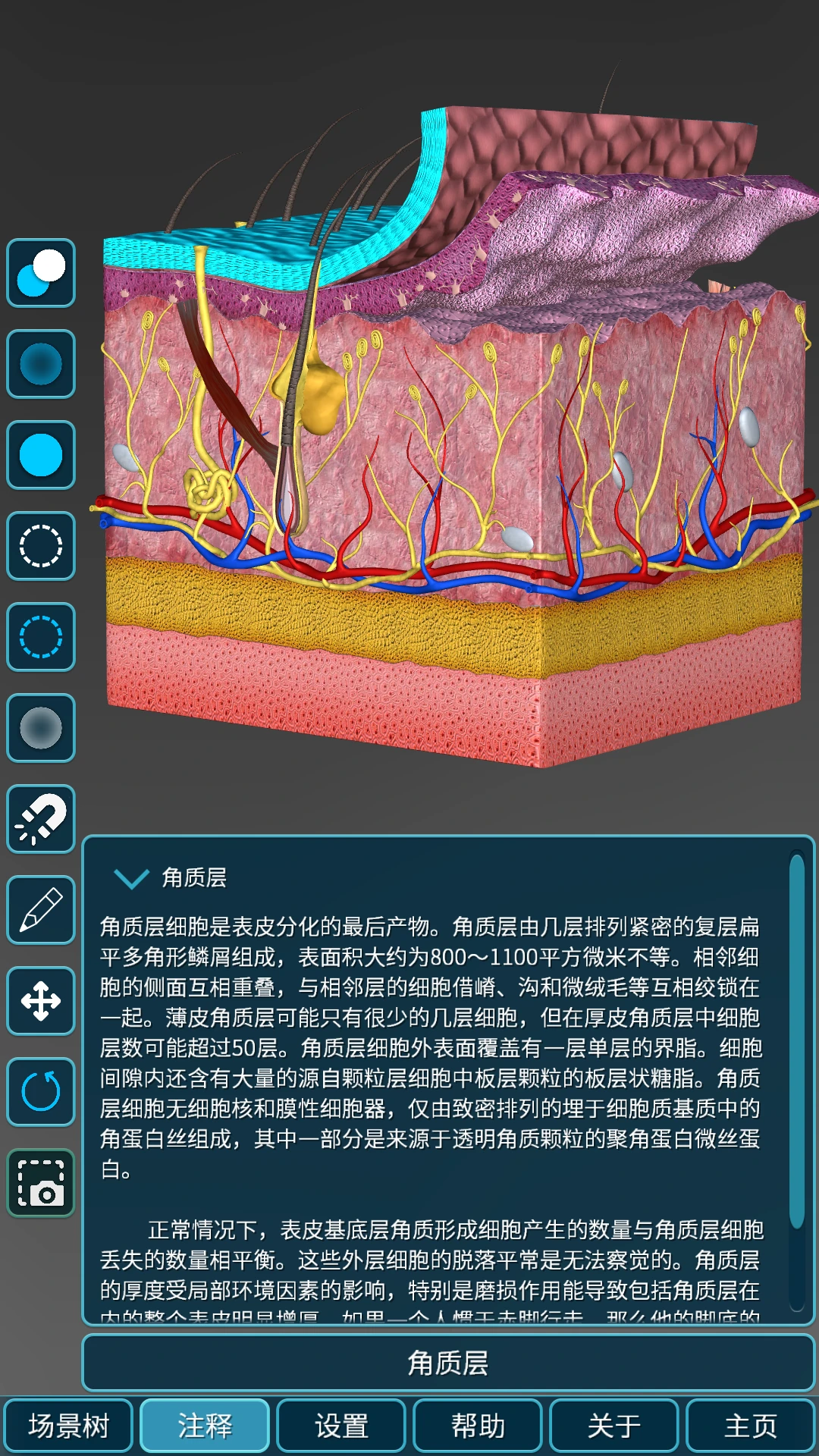 人体解剖学图集2026.09.29 解剖图谱学习 人体解剖学图集2026.09.29 解剖图谱学习